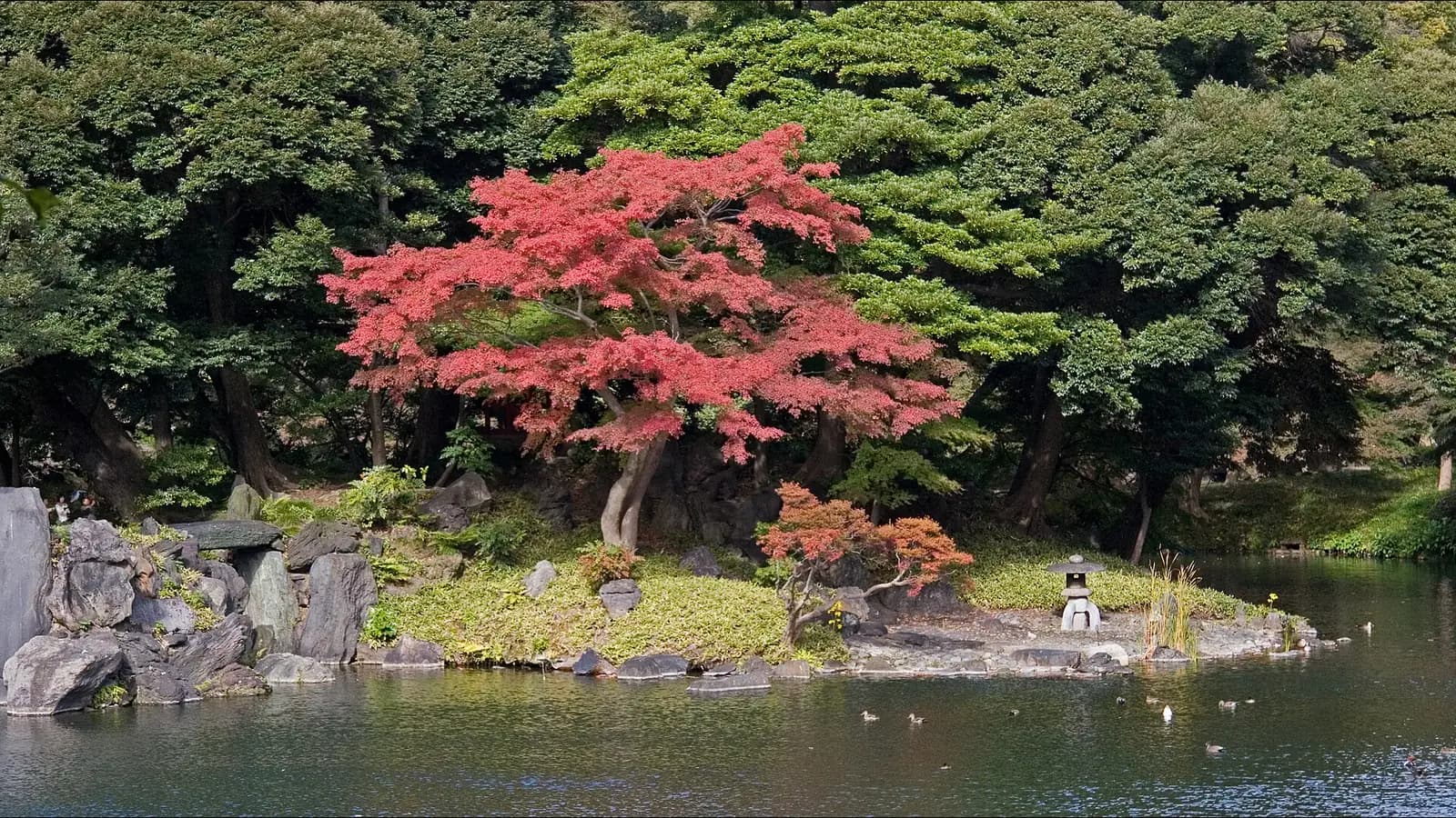 A Japanese maple with red autumn leaves on a small island of rocks and lawn, with a stone lantern, in the pond of Koishikawa Korakuen garden in Bunkyo, Tokyo.
